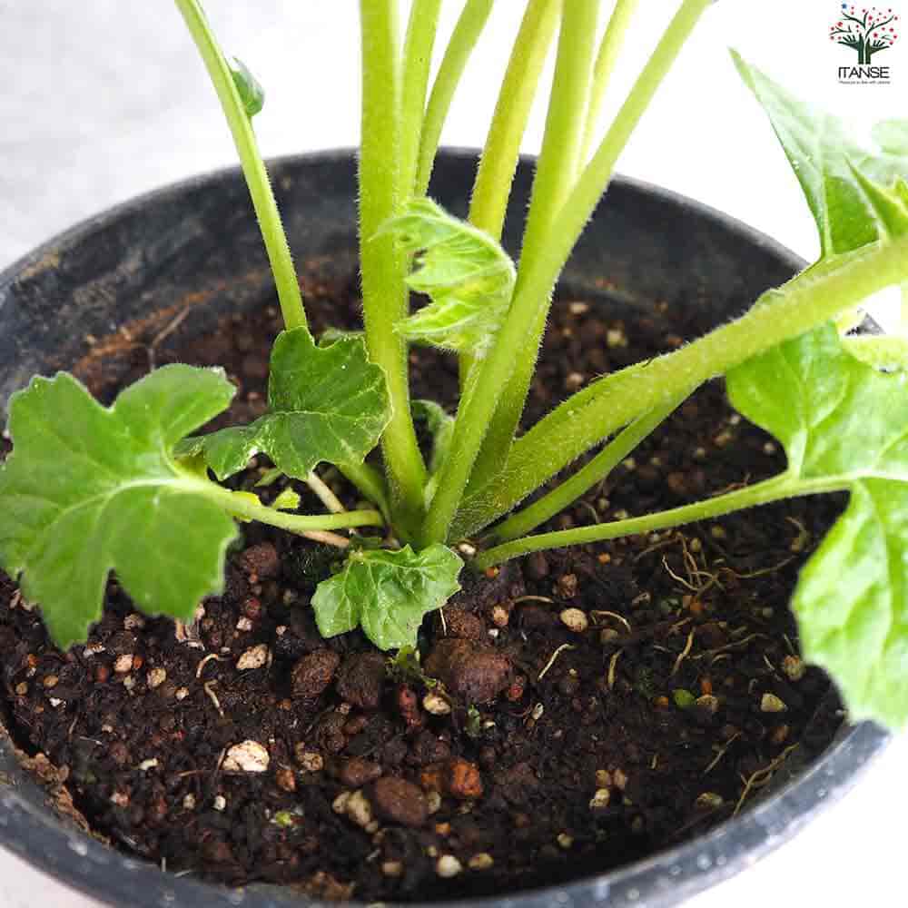 アカンサス タスマニアンエンジェル 【花苗 5号ポット】｜ 【植物の