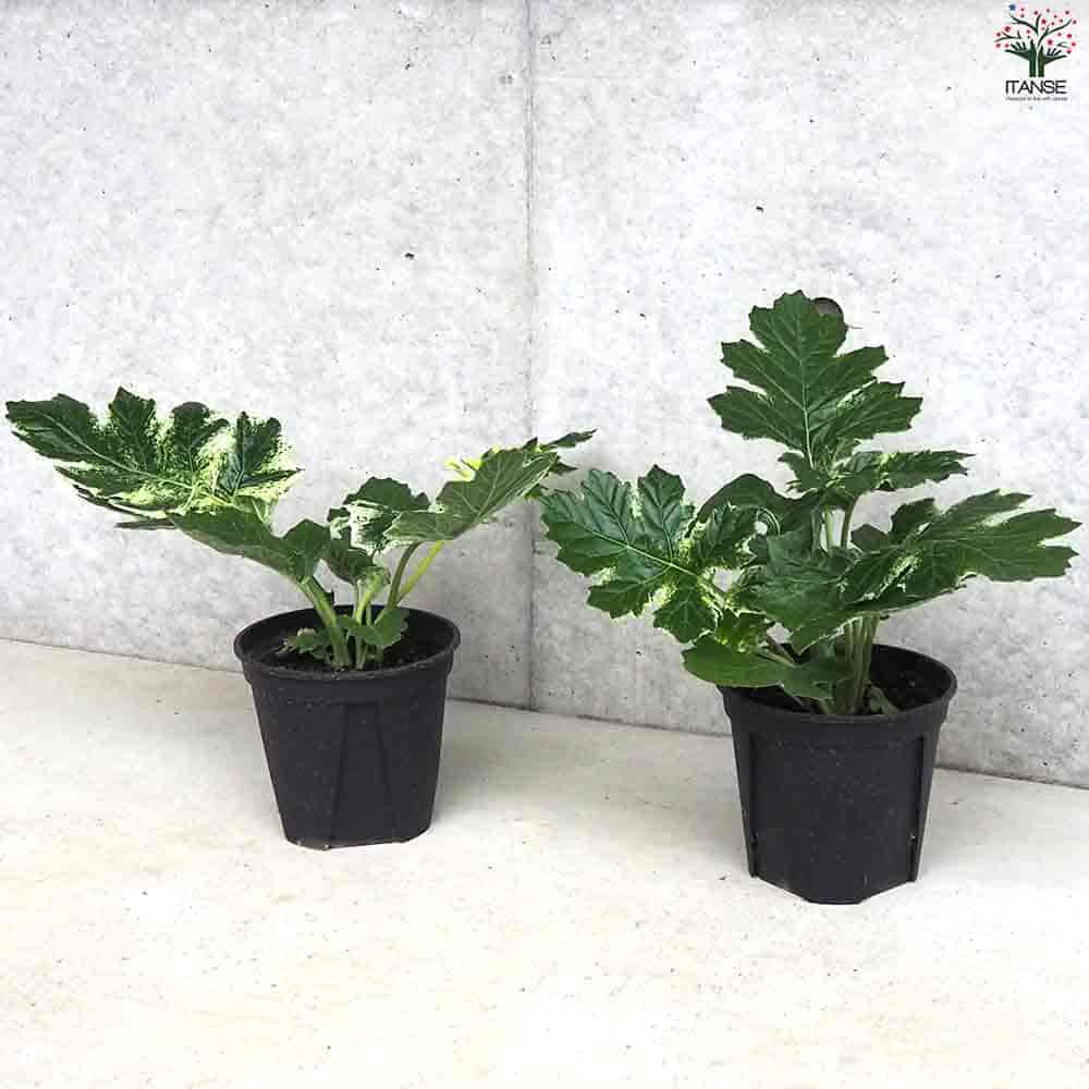 アカンサス タスマニアンエンジェル 【花苗 5号ポット】｜ 【植物の