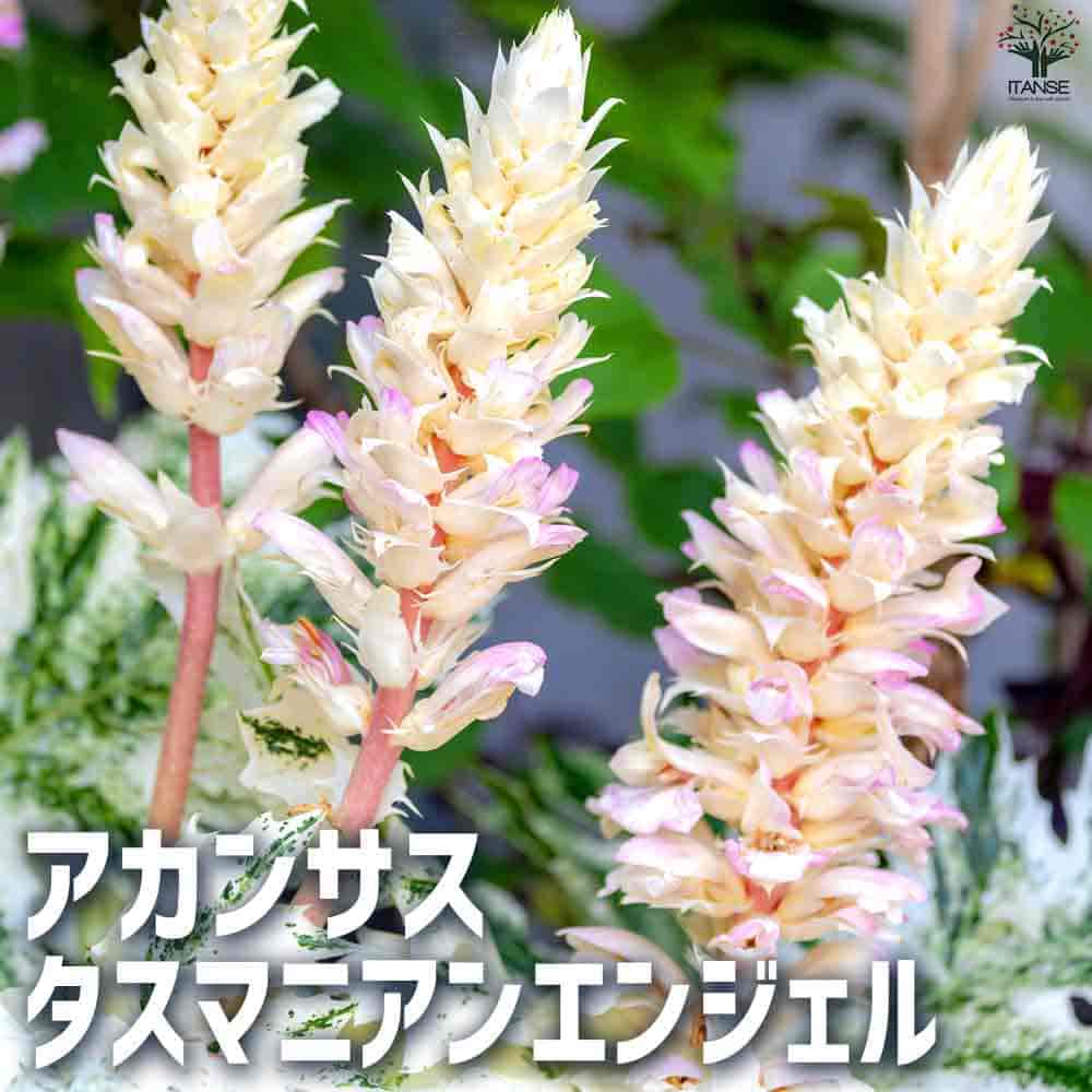 アカンサス タスマニアンエンジェル 【花苗 5号ポット】
