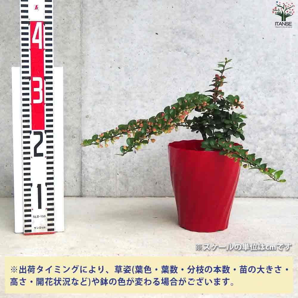 ハリツルマサキ ハートが実る木 【庭木 4号鉢】｜ 【植物の