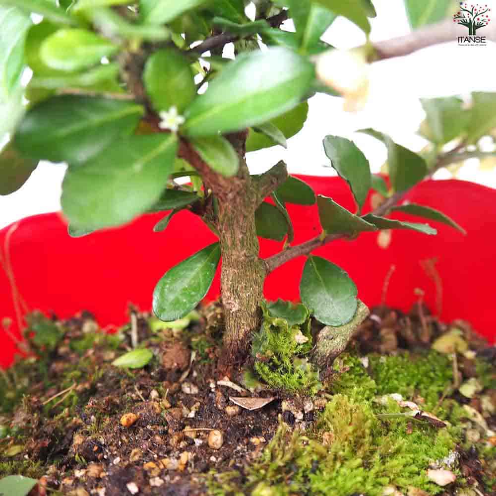 ハリツルマサキ ハートが実る木 【庭木 4号鉢】｜ 【植物の