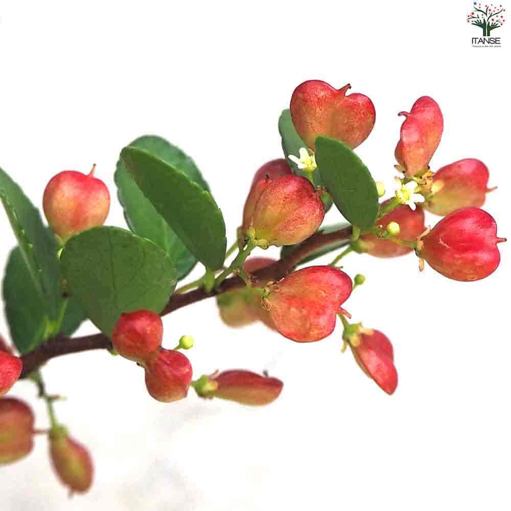 ハリツルマサキ ハートが実る木 【庭木 4号鉢】｜ 【植物の