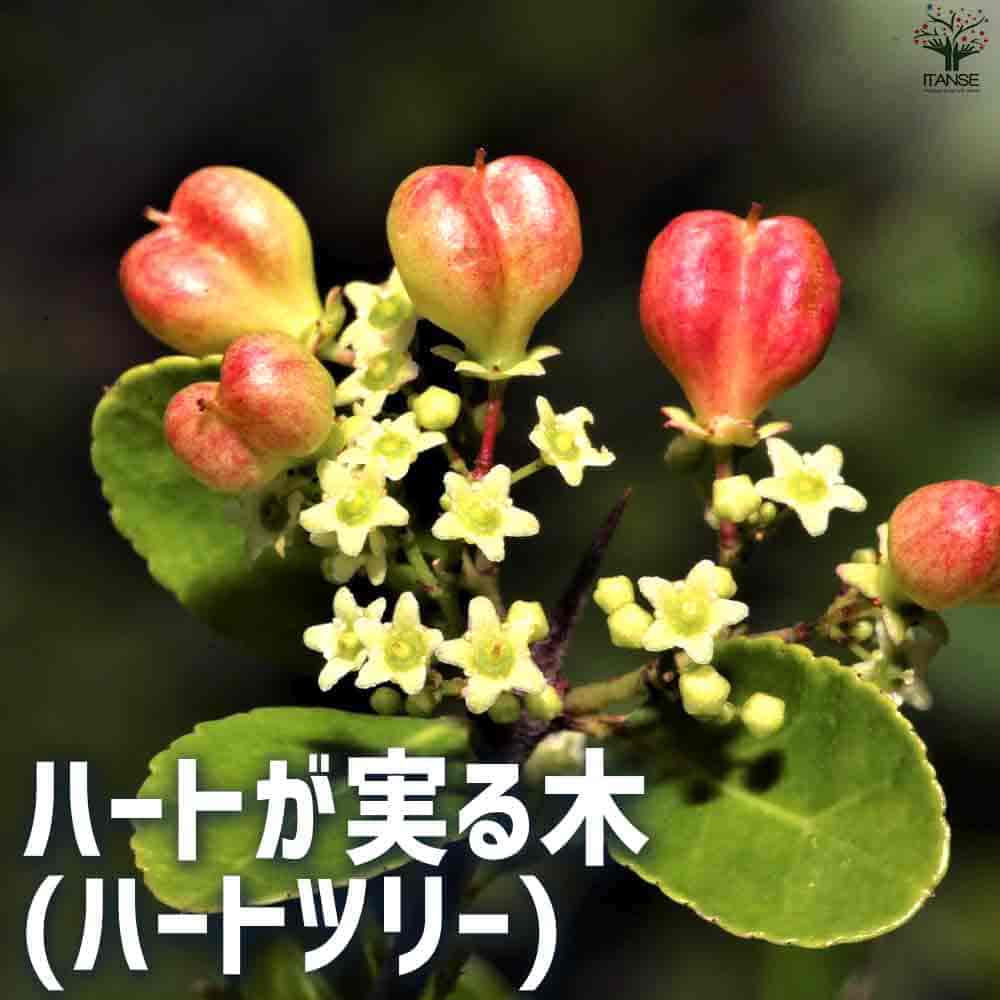 ハリツルマサキ ハートが実る木 【庭木 4号鉢】｜ 【植物の