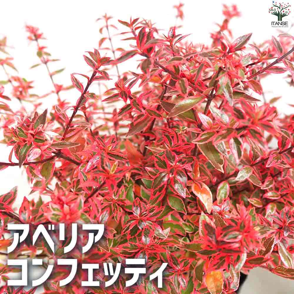 アベリア コンフェッティ 【庭木 5号ポット】