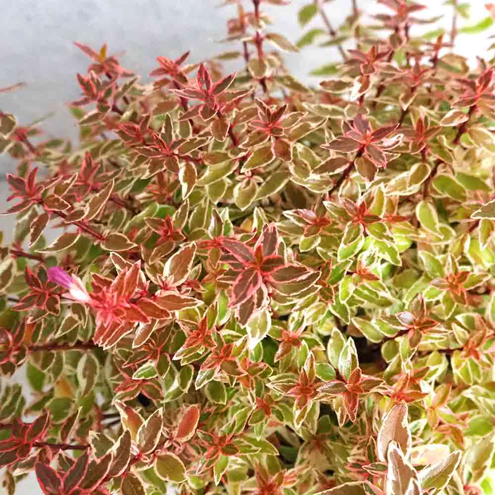 アベリア ラディアンス 【庭木 5号ポット】