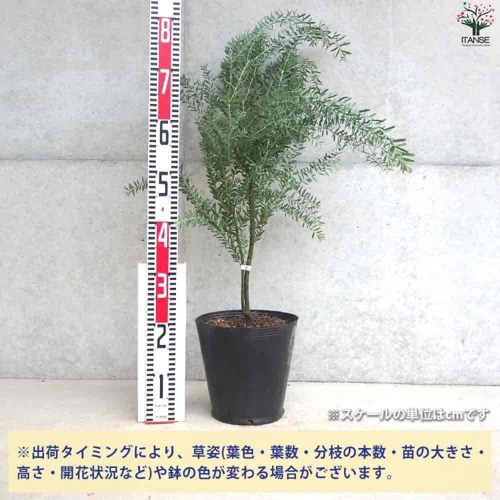 き*う様 アカシア　ブルーブッシュ　大苗　高さ150㌢横135㌢ き*う様 アカシア ブルーブッシュ 大苗 高さ150㌢横135㌢ アカシア