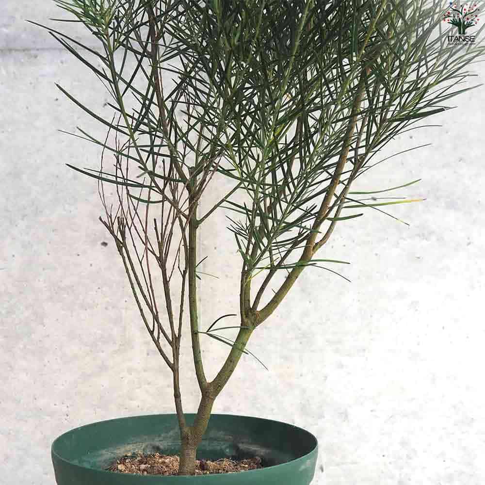 ［現品］※売約済※ 法人　割引　アカシア　フロリバンダ　8号　観葉植物　レア sa-0928-01.jpg
