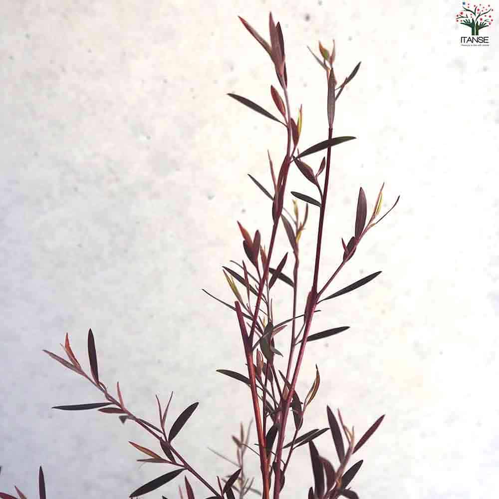 レプトスペルマム カッパーグロウ 【庭木 9号ポット／1個売り