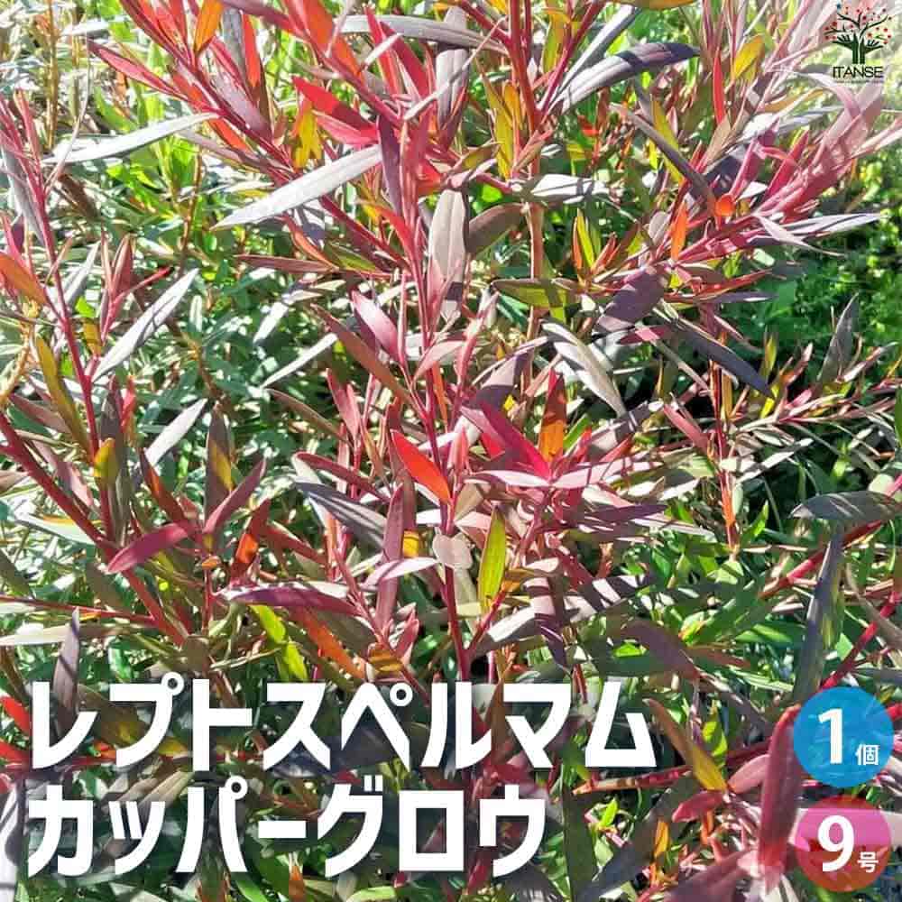 逸品。レプトスペルマム(メラレウカ)カッパーグロウ2.2M(鉢底