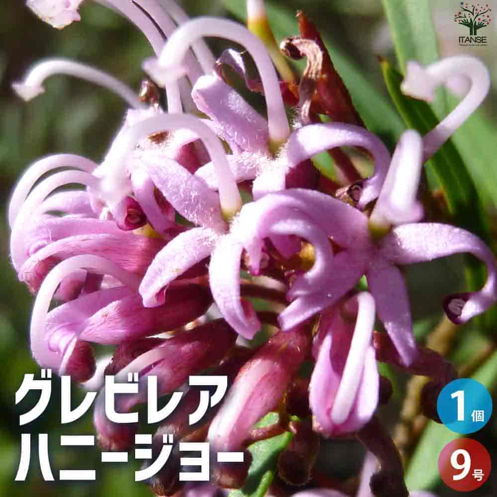 グレビレア ハニージョー 【庭木 9号ポット／1個売り】