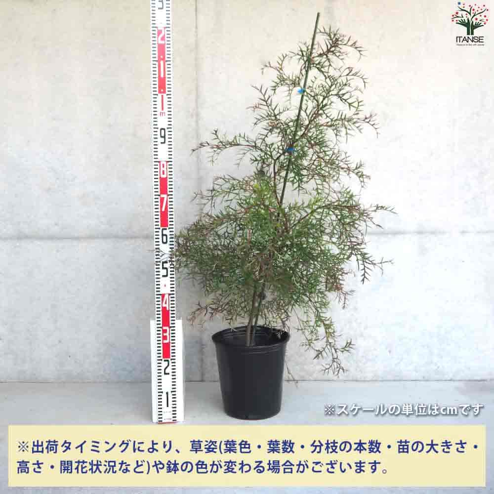 グレビレア ブロンズランバー 【庭木 9号ポット／1個売り】｜ 【植物の