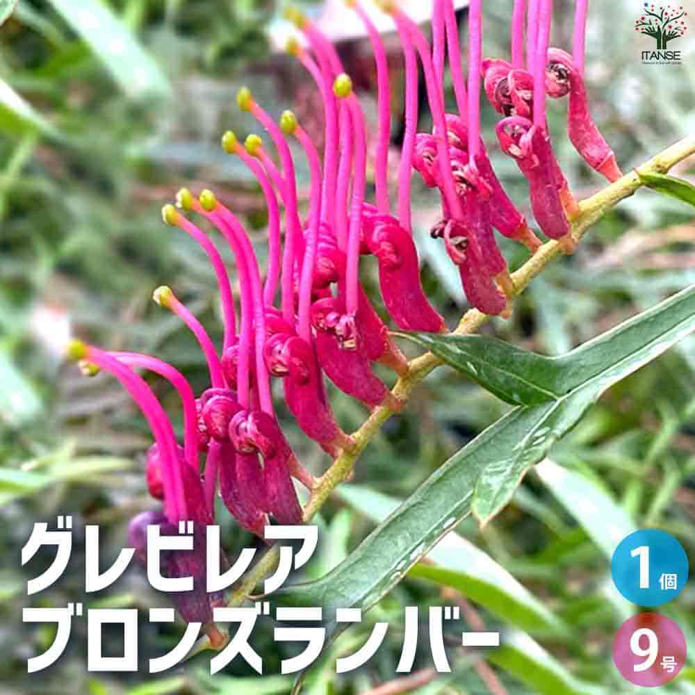 グレビレア ブロンズランバー 【庭木 9号ポット／1個売り】｜ 【植物の