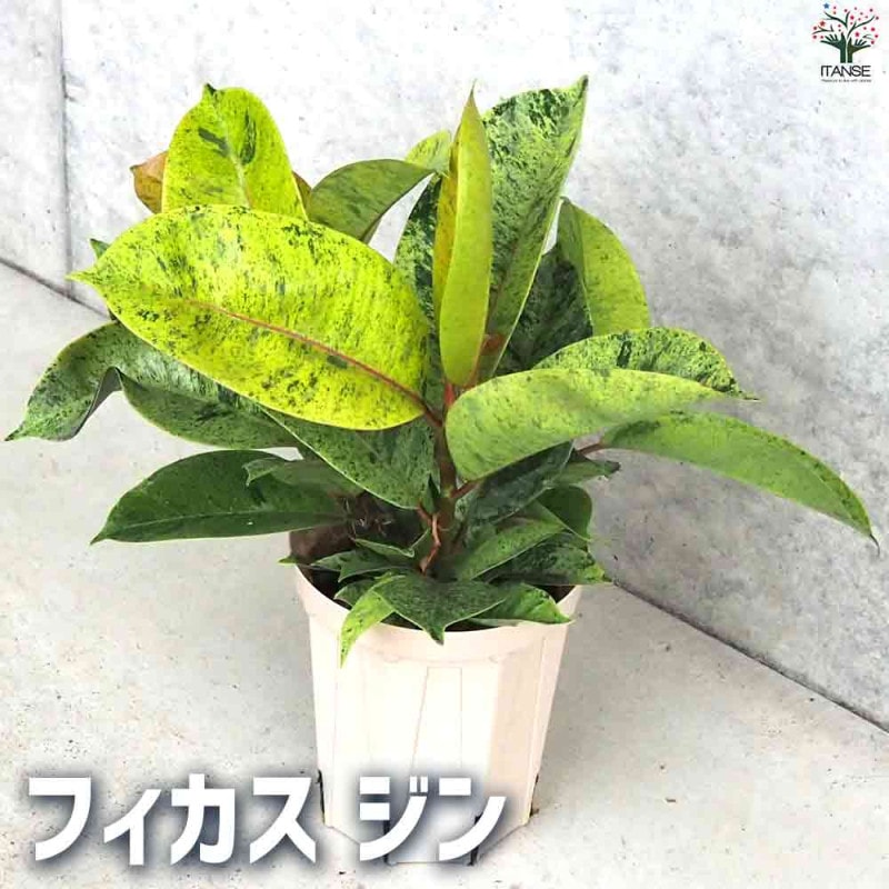 オリーブの苗木 エルグレコ【果樹の苗木 9号鉢大苗／1個売り