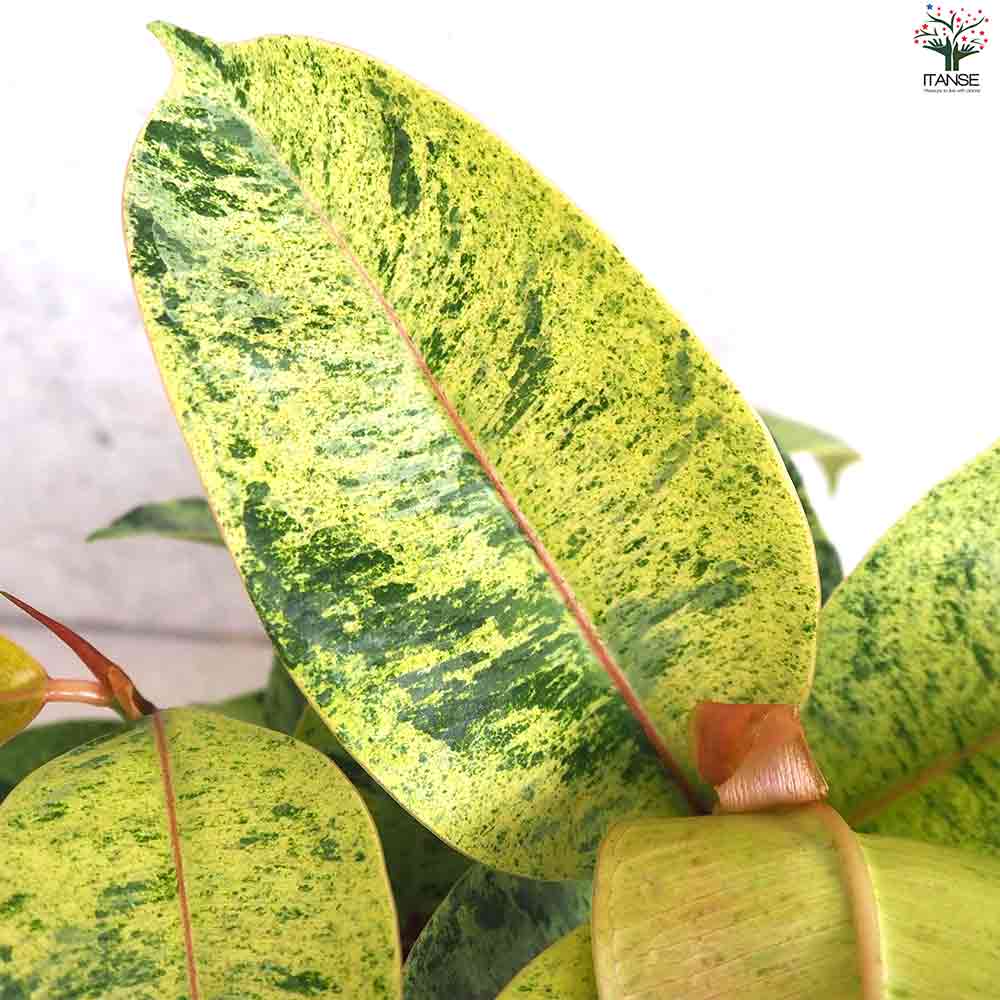観葉植物 フィカス・ジン 【観葉植物 4号鉢】｜ 【植物の