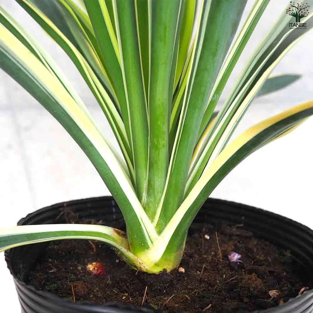 観葉植物 斑入ユッカ バリエゲイティッド 【観葉植物 5号ポット