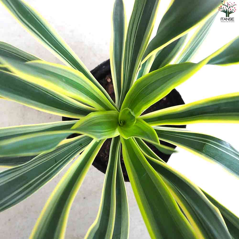 観葉植物 斑入ユッカ バリエゲイティッド 【観葉植物 5号ポット