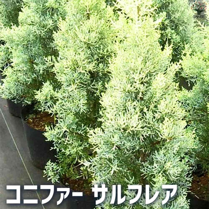 コニファー｜【植物のITANSE】全品送料無料・即出荷!