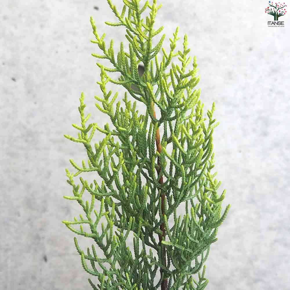 コニファー サルフレア 【庭木 2.5号ポット】｜ 【植物のITANSE