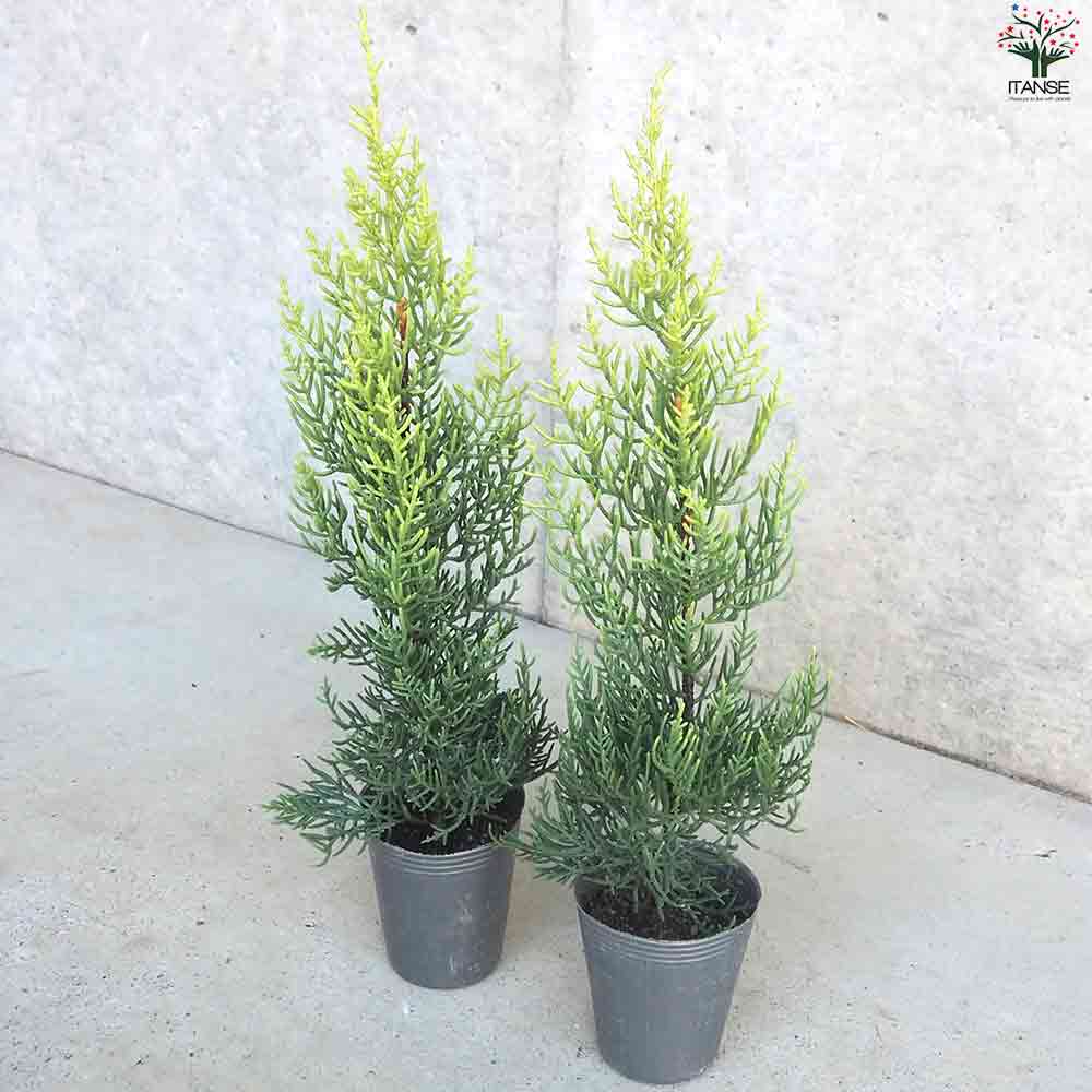 サルフレア 苗 大型140cm❗綺麗な クリームイエロー コニファー ヒノキ