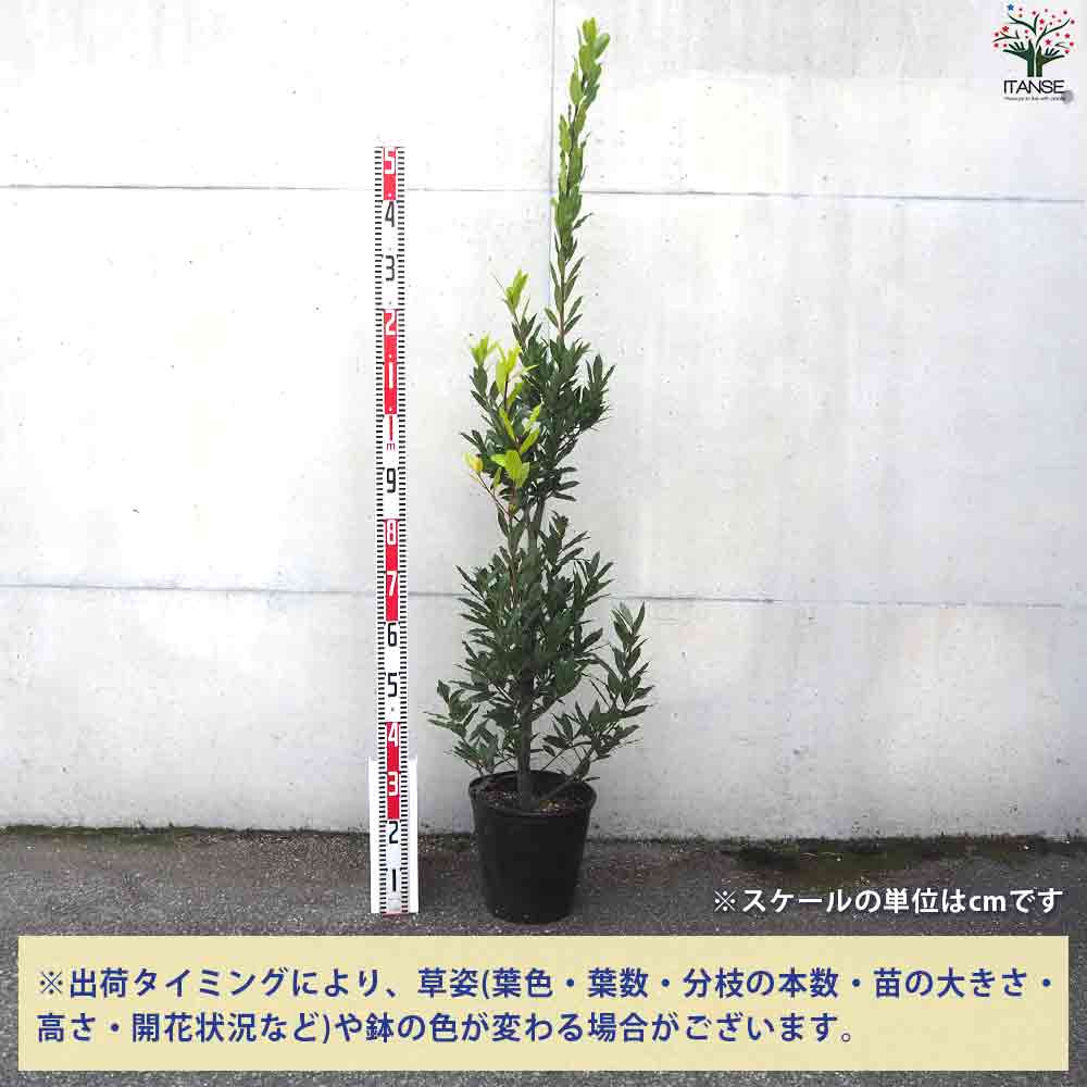 月桂樹 ボサ造り 【庭木 8号鉢／1個売り】｜ 【植物のITANSE