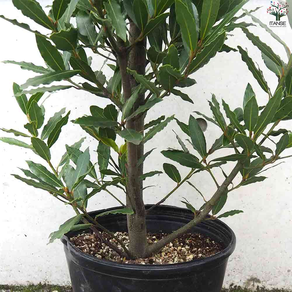 月桂樹 ボサ造り 【庭木 8号鉢／1個売り】｜ 【植物のITANSE