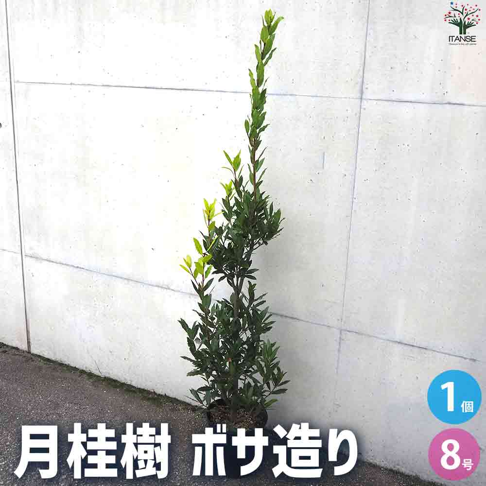 月桂樹 ボサ造り 【庭木 8号鉢／1個売り】