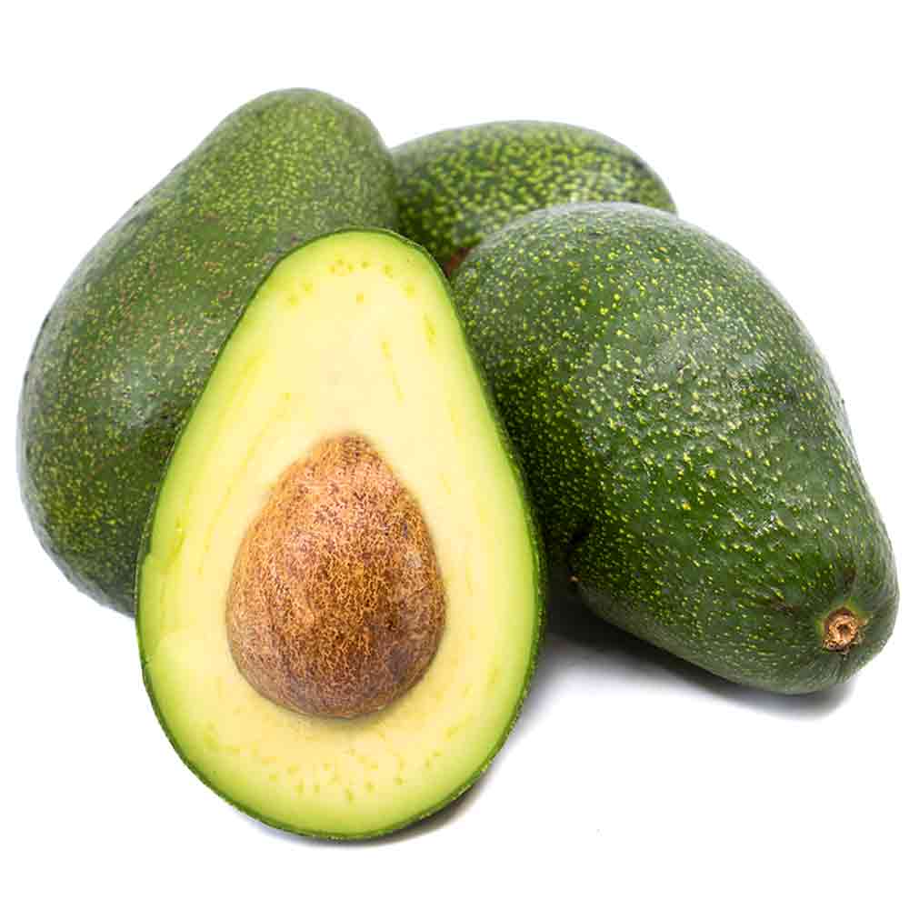 アボカド フェルテ アボカド フェルテ 【果樹の苗木 5号ポット/1個売り】| 【植物