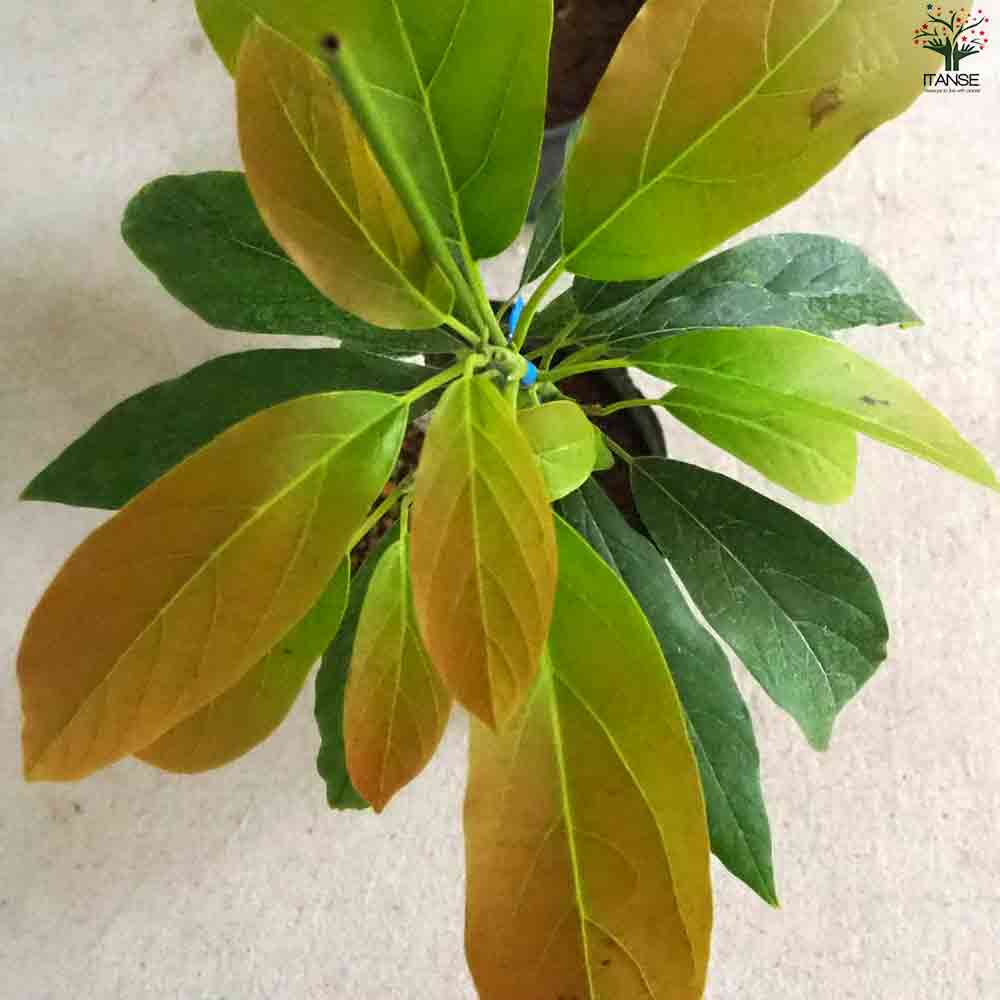 アボカド リード 【果樹の苗木 5号ポット／1個売り】｜ 【植物の