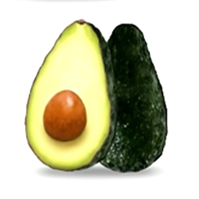 アボカド フェルテ 【果樹の苗木 5号ポット／1個売り】｜ 【植物の