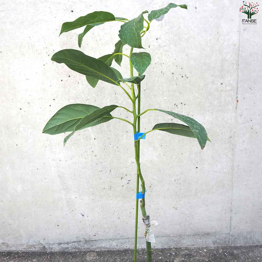 アボカド ピンカートン 【果樹の苗木 5号ポット／1個売り】｜ 【植物の