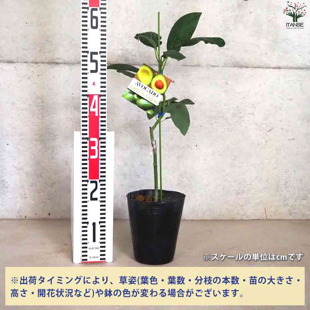 アボカド グリーンゴールド 【果樹の苗木 5号ポット／1個売り