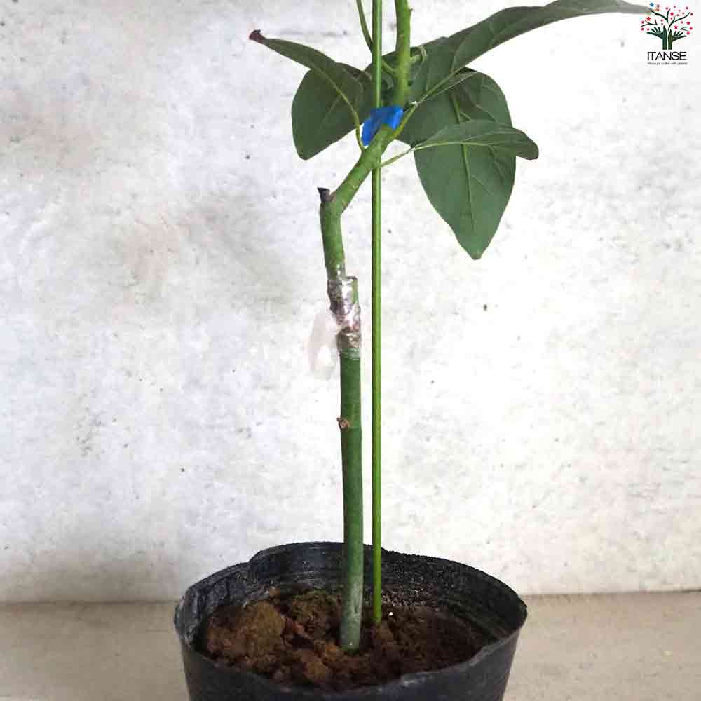 アボカド グリーンゴールド 【果樹の苗木 5号ポット／1個売り