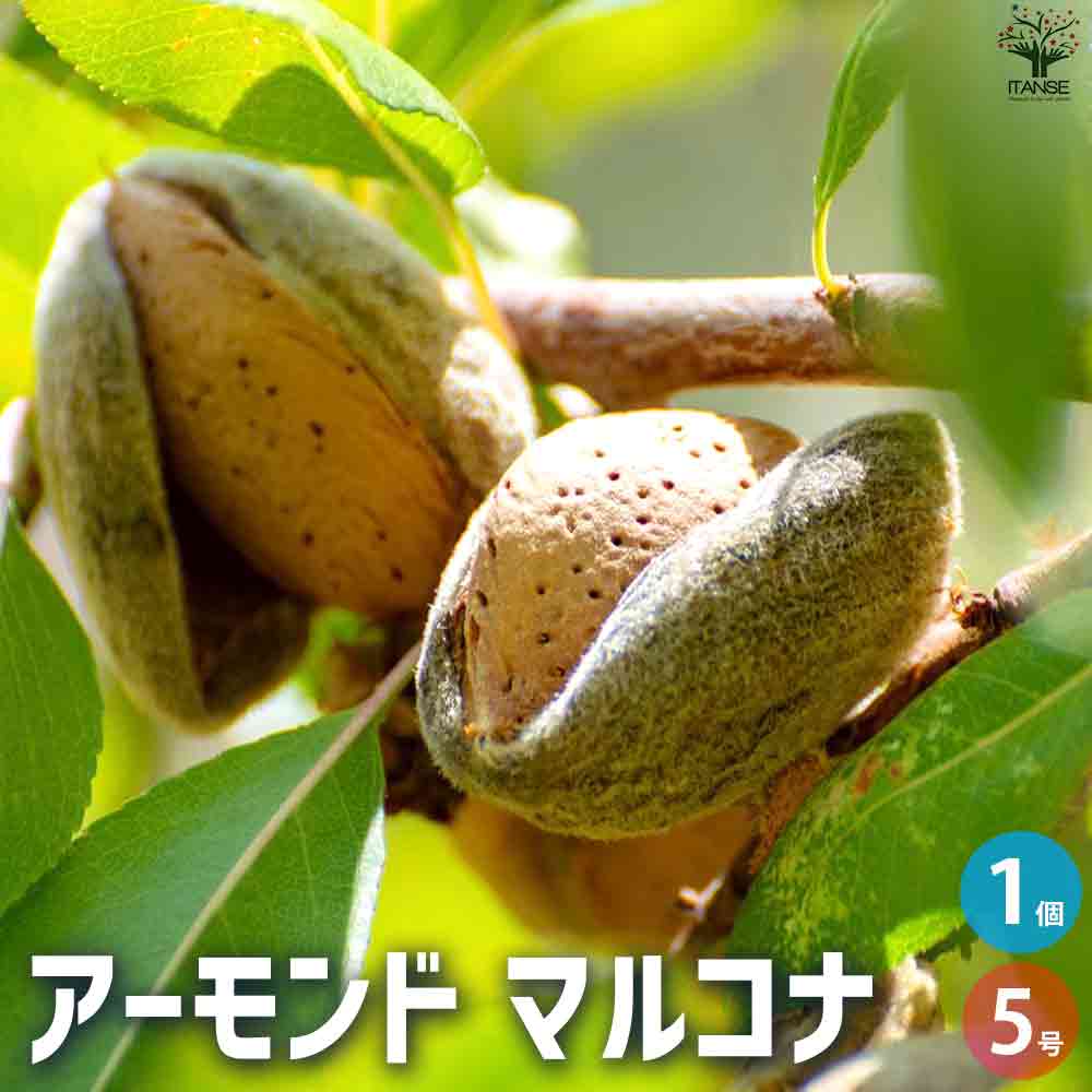 アーモンド マルコナ 【果樹の苗木 5号ポット／1個売り】