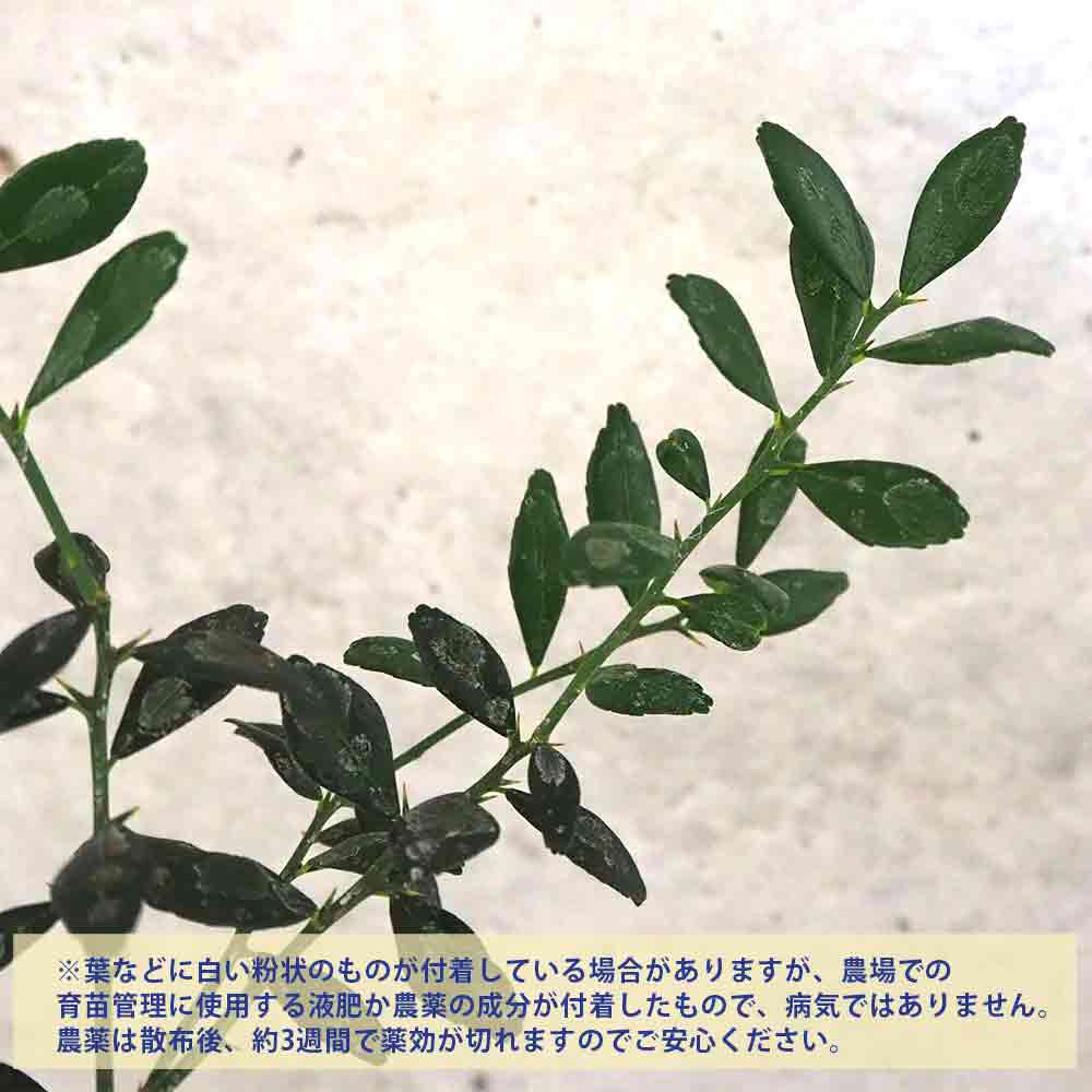 フィンガーライム ジュディーエバーベアリング 【果樹の苗木 4.5号