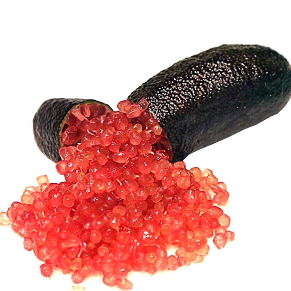 フィンガーライム ジャリレッド 【果樹の苗木 4.5号ポット／1個