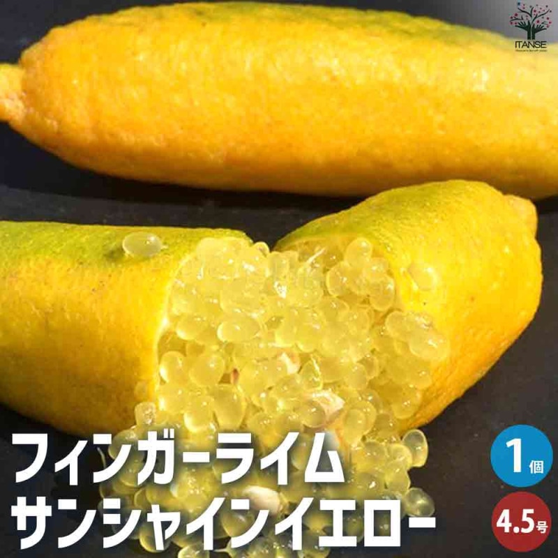 フィンガーライム サンシャインイエローの大苗(品種物 数量限定