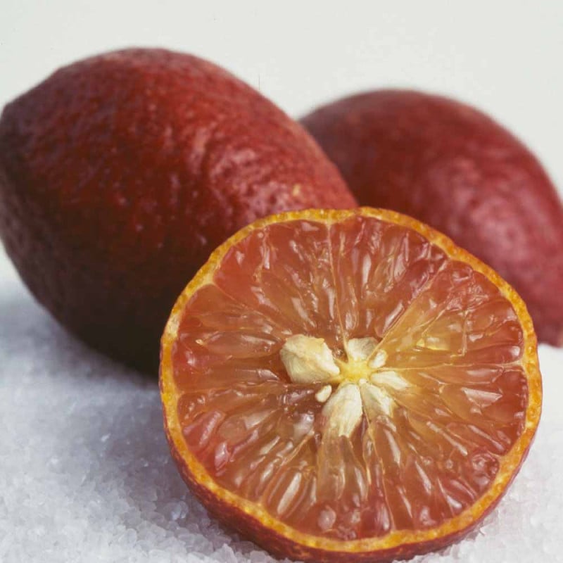 フィンガーライム レインフォレストパールの大苗(品種物 数量限定