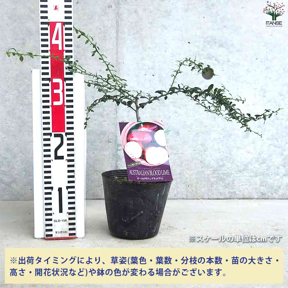 L【美品】BACCARATバカラ　兎ウサギ　飛躍＆交流運　ブルー系　置物　　廃盤 美品】BACCARATバカラ 兎ウサギ 飛躍＆交流運 ブルー系 置物