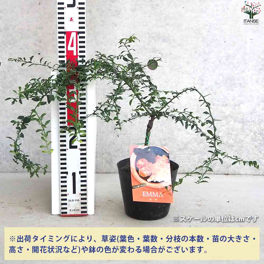 ☆　T☆Mさま専用　フィンガーライム苗木セット　☆ ☆ T☆Mさま専用 フィンガーライム苗木セット ☆ Amazon.co.jp: 果樹苗