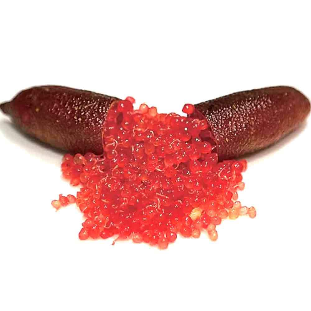 フィンガーライム クリムゾンタイド 【果樹の苗木 4.5号ポット／1個売り】