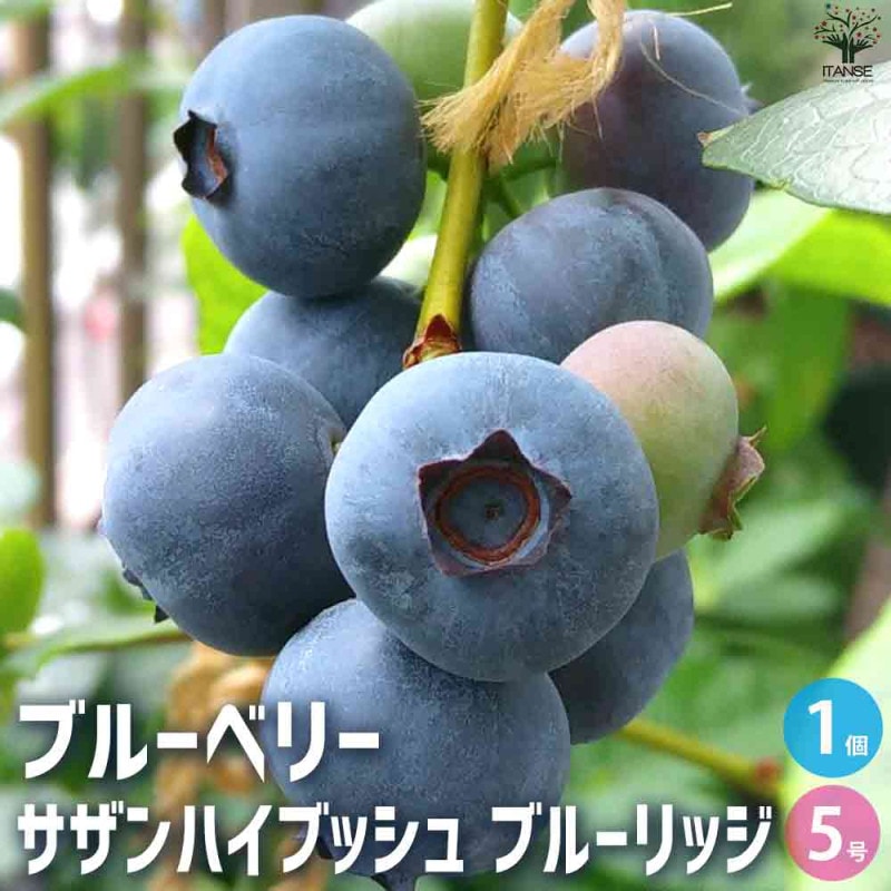 フィンガーライム テイスティーグリーン 【果樹の苗木 4.5号ポット／1