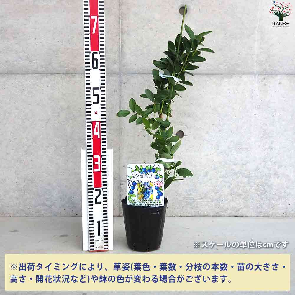 ブルーベリー サザンハイブッシュ系 ブルーリッジ 【果樹の苗木 5号