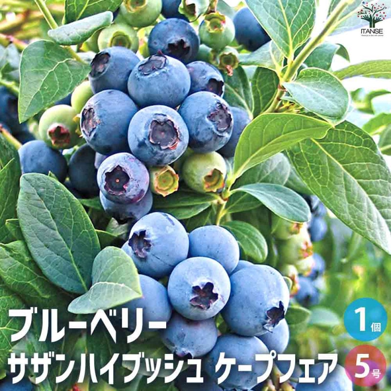 ブルーベリー苗　5号ポット11本セット 送料無料]ブルーベリー：ラビットアイ系品種ミックス5号ポット10