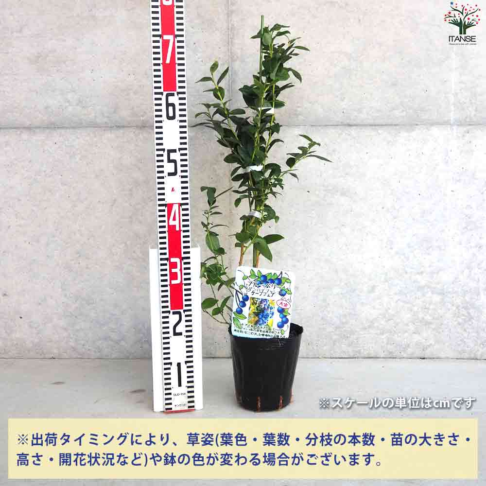 ブルーベリー苗　5号ポット11本セット ブルーベリー苗 5号ポット11本セット ブルーベリー苗 5号ポット11本