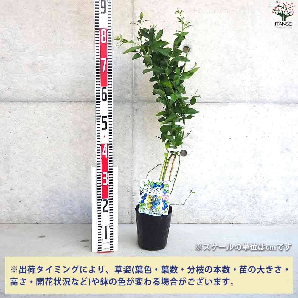 ブルーベリー苗 マグノリア大苗 ブルーベリー苗 オニール＆ブライト