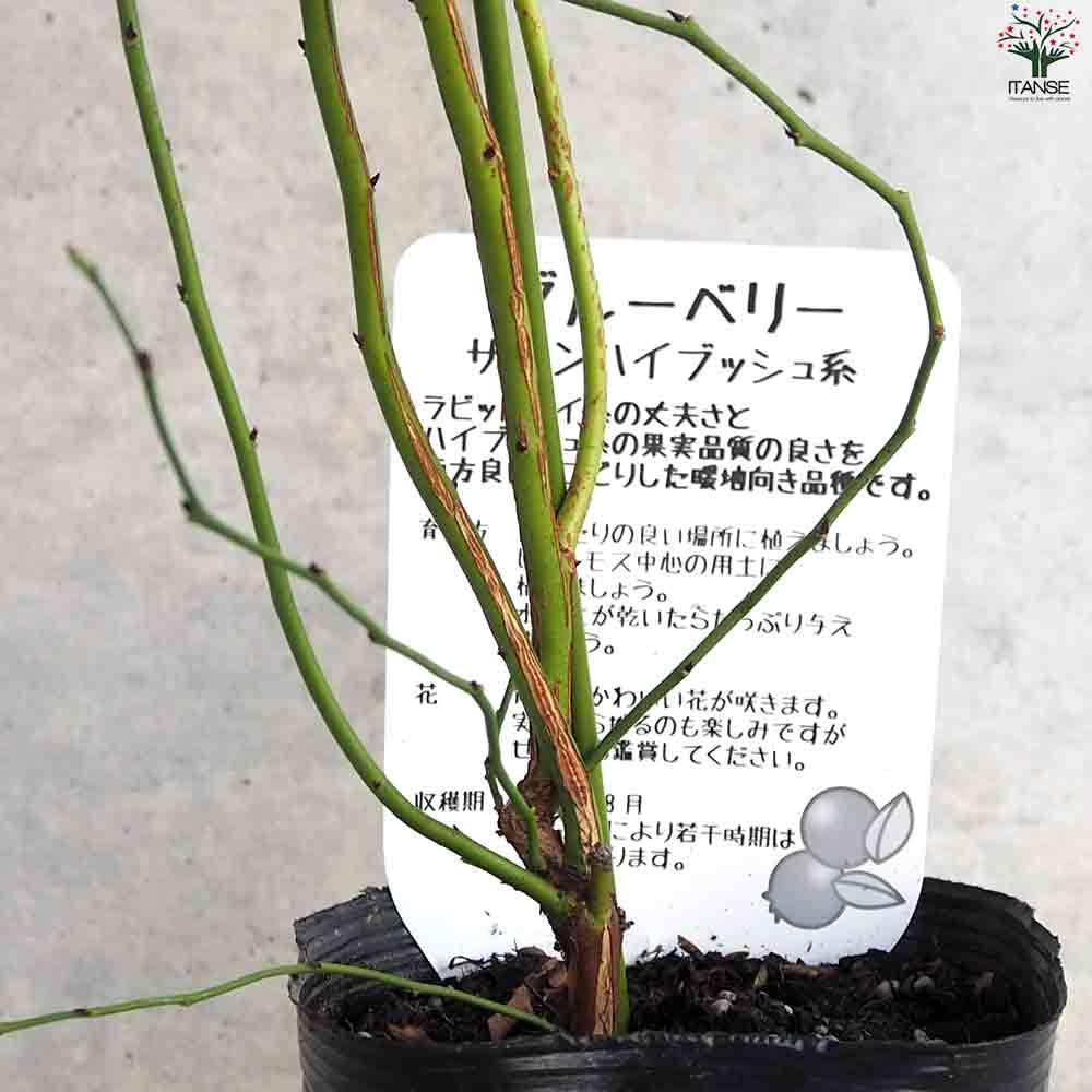 ブルーベリー サザンハイブッシュ系 サミット 【果樹の苗木 5号ポット