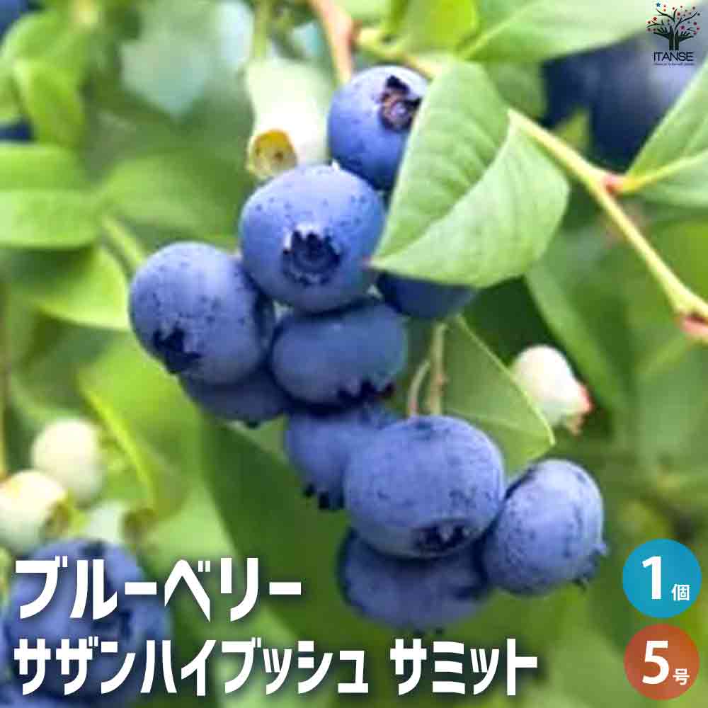 ブルーベリー サザンハイブッシュ系 サミット 【果樹の苗木 5号ポット／1個売り】