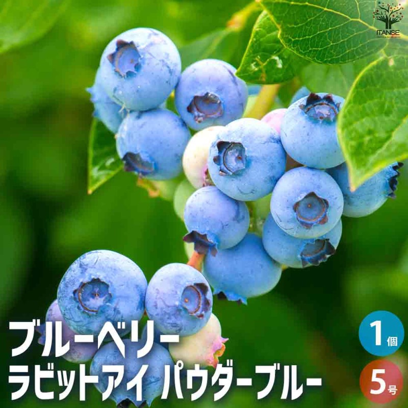 ブルーベリー苗42本セット(パウダーブルー21バルドウィン21) ブルーベリー苗42本セット(パウダーブルー21バルドウィン21
