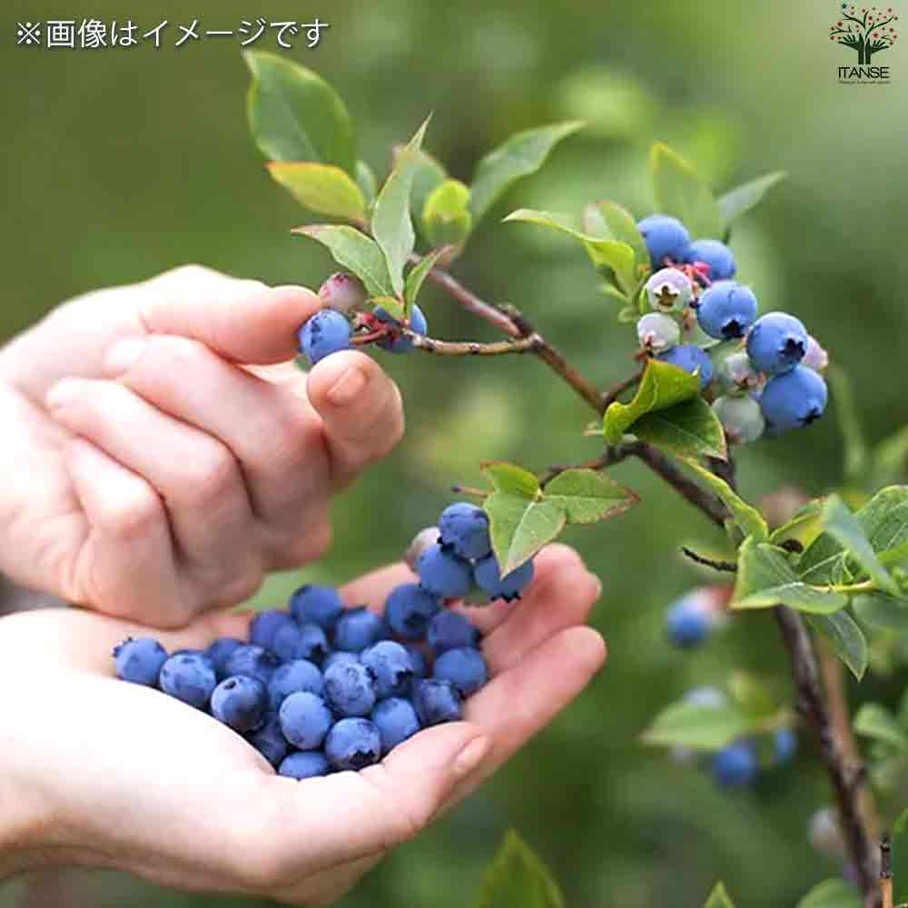 ブルーベリー　苗　2本セット　267 ブルーベリー 苗 2本セット 267 楽天市場】ブルーベリー 苗木 二