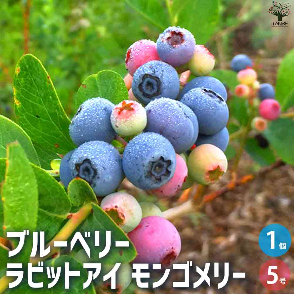 ブルーベリー ラビッドアイ系 モンゴメリー 【果樹の苗木 5号